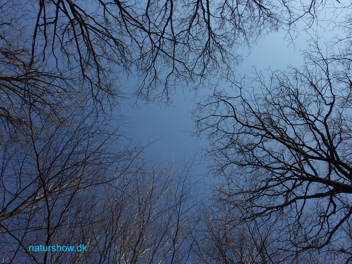 MildeHimmel-2 korr.jpg