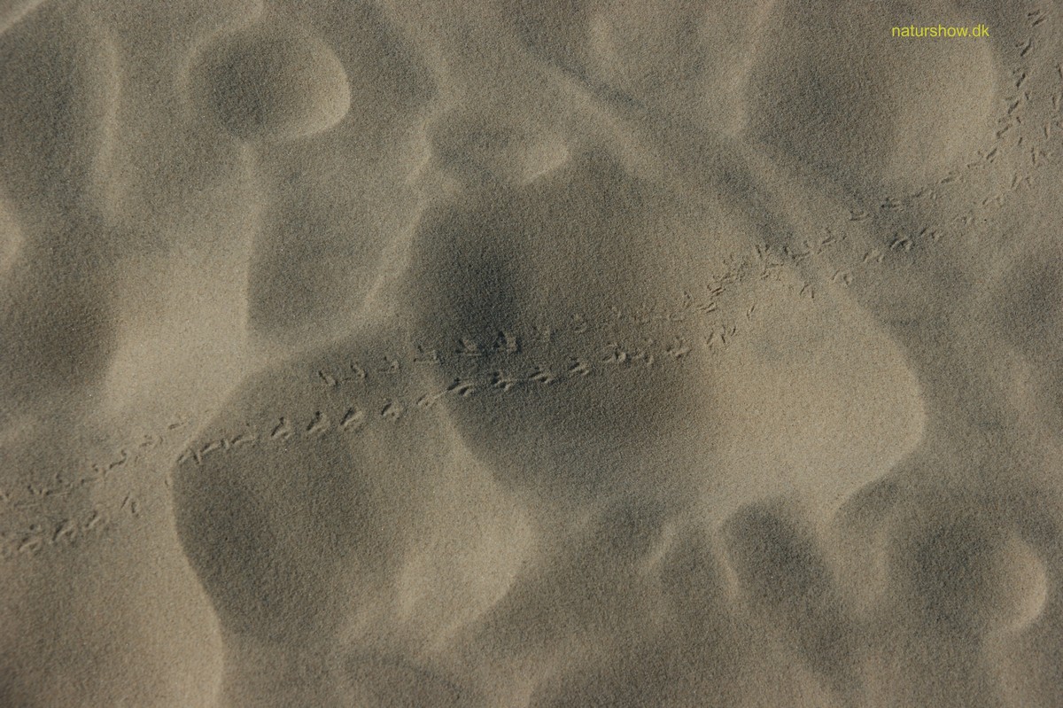 Råbjerg Mile -2 korr JP-DSC04856.jpg