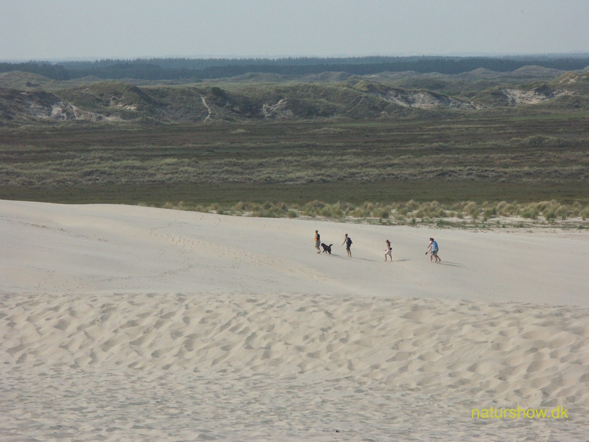 Råbjerg Mile-17 5 mand og en hund bestiger milen korr.jpg