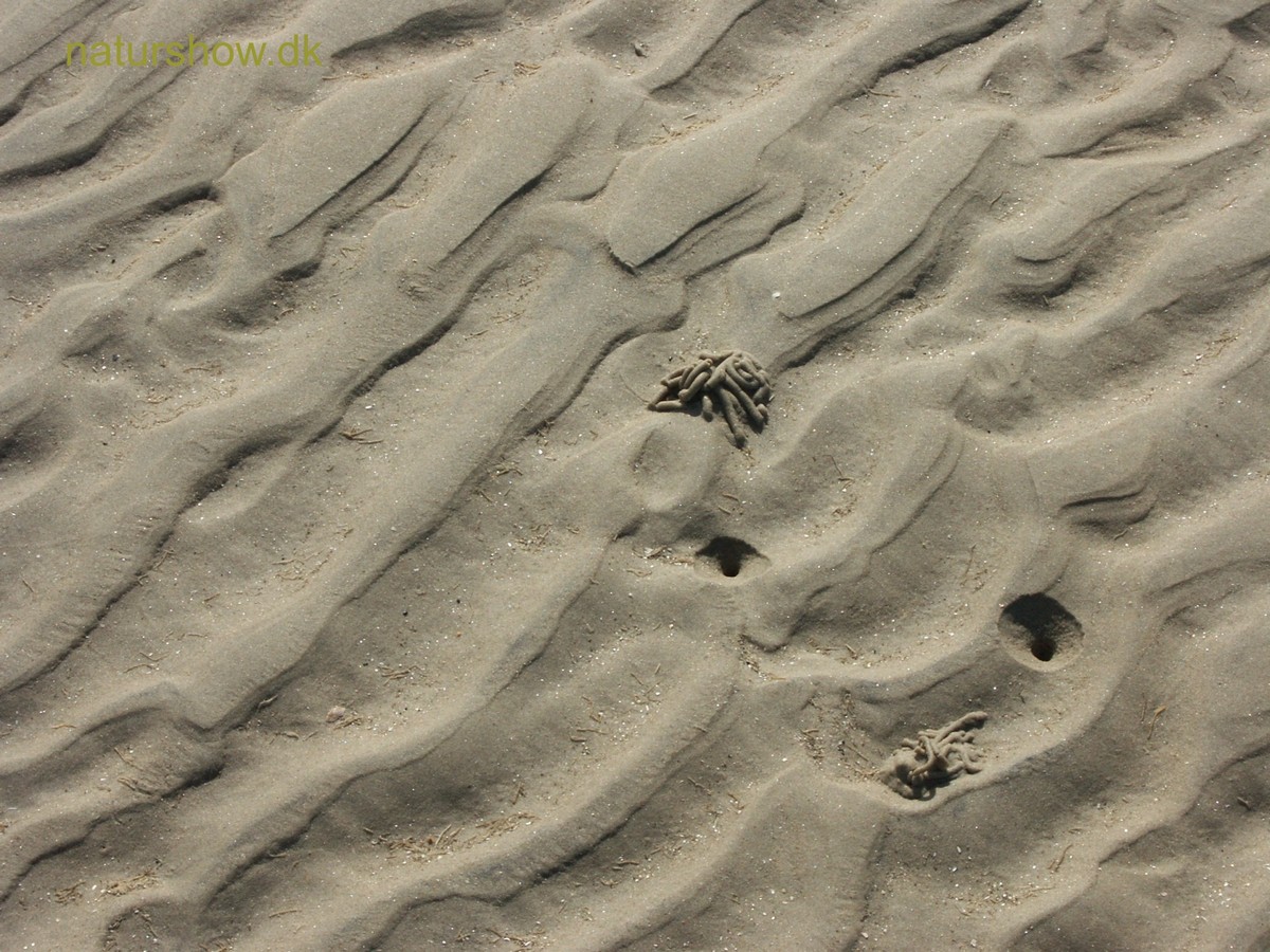 Rømø, rimmer med 2 sandorm-6 korr.jpg