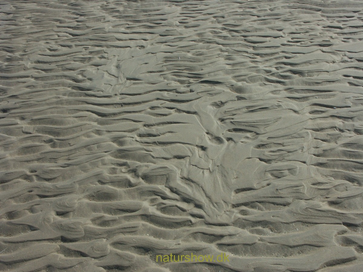 Rømø, rimmer-2 korr.jpg