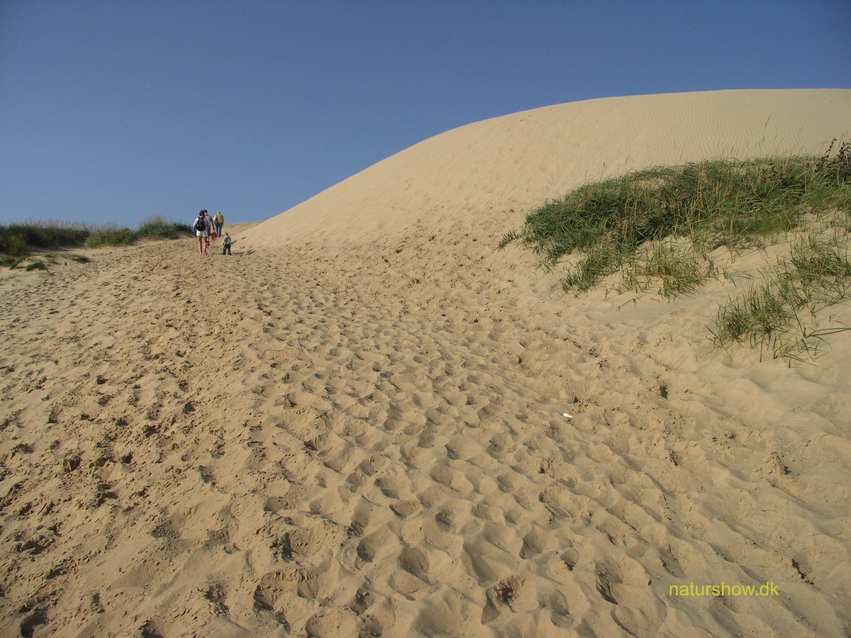 Rubjerg Knude - Sand og turister -2 korr.jpg