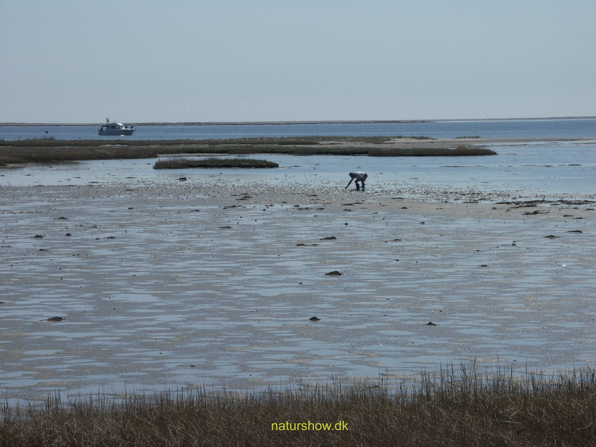 Sandormefangst Staunsfjord korr.jpg