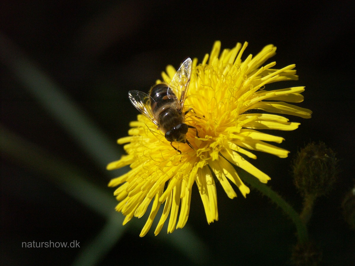Svinemælk, ager med fluebesøg korr.jpg