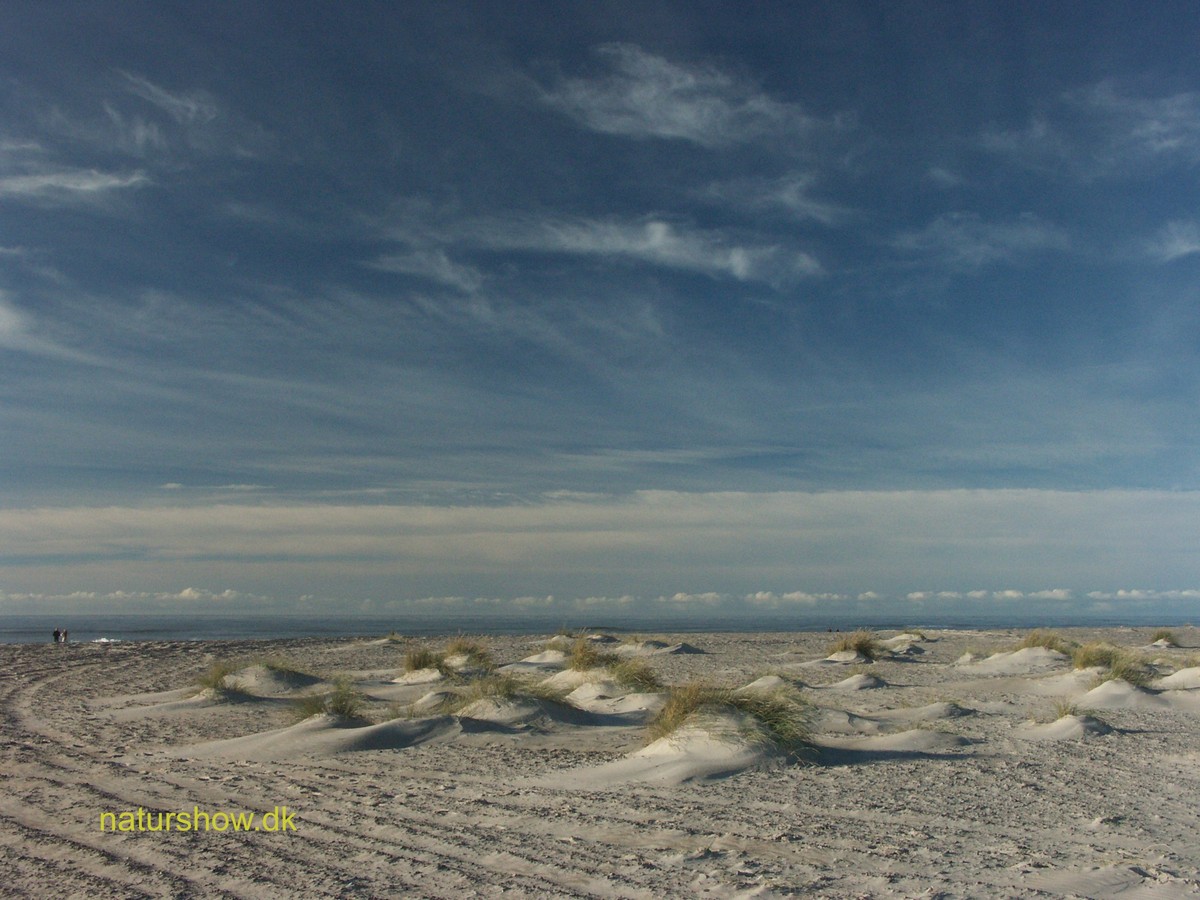 Tuerne HvideSande korr JP-PICT1774.jpg