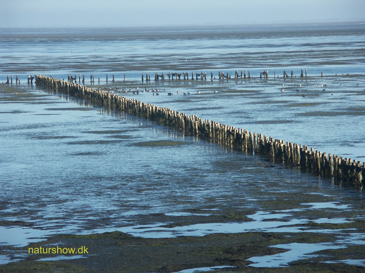 Vadehav Rømø 2005 - 24 korr.jpg