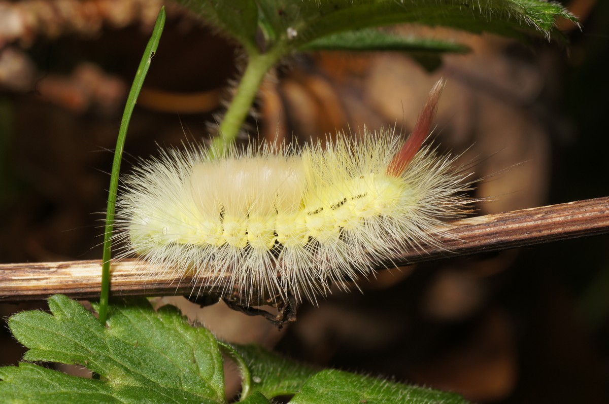 B�genonne larve makro-2 Skarrildhus JP-DSC02289