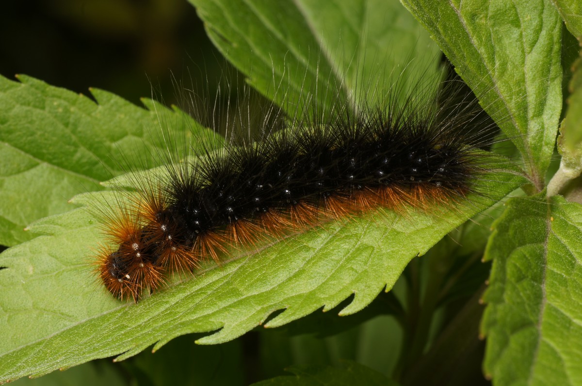 Bj�rnespinder, brun larve Gulstav JP-DSC00363