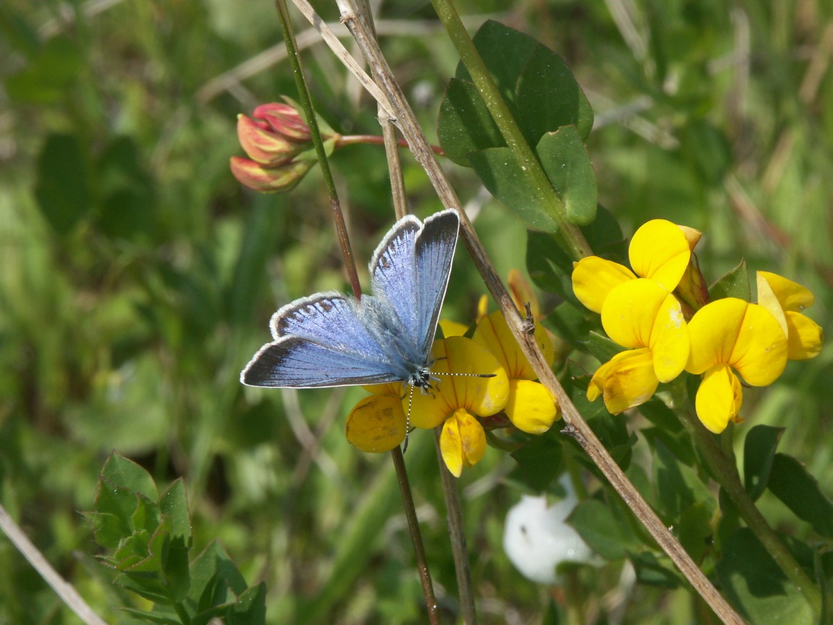 Bl�fugl p� k�llingetand-3