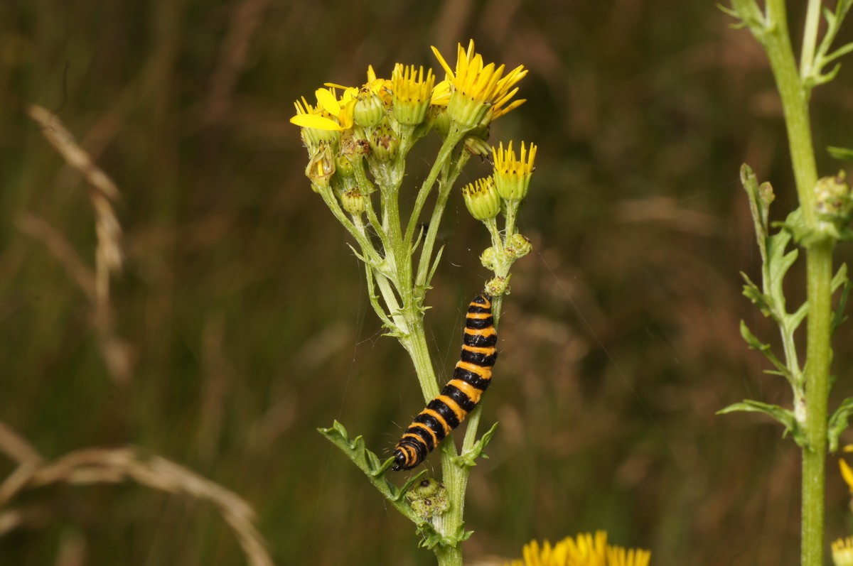 Blodplet, larve p� Brandb�ger, eng makro-3 Kidris JP-DSC00765