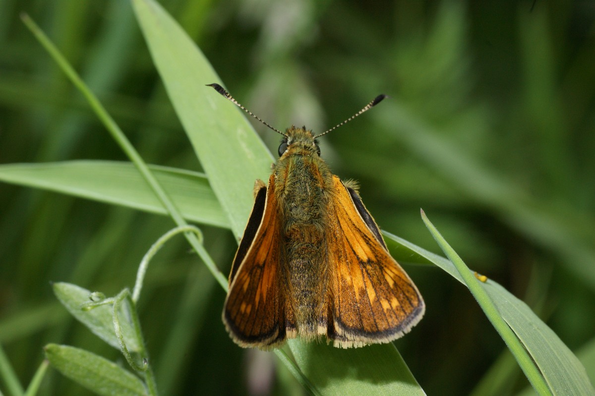 Bredpande, stor Tinnet Krat
