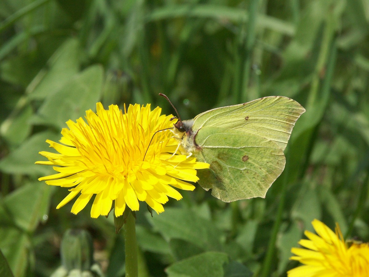 Citronsommerfugl i m�lkeb�tte