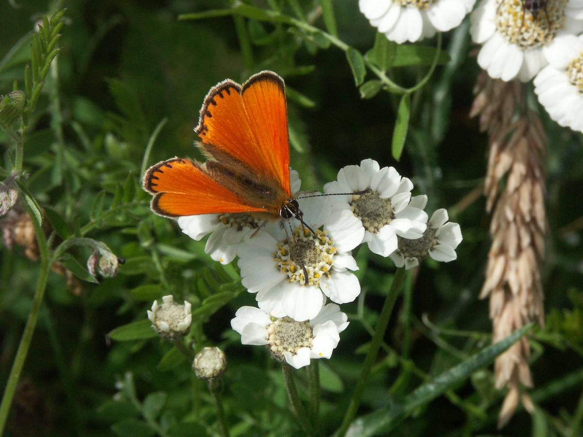 Dukatsommerfugl-2 p� nyser�llike