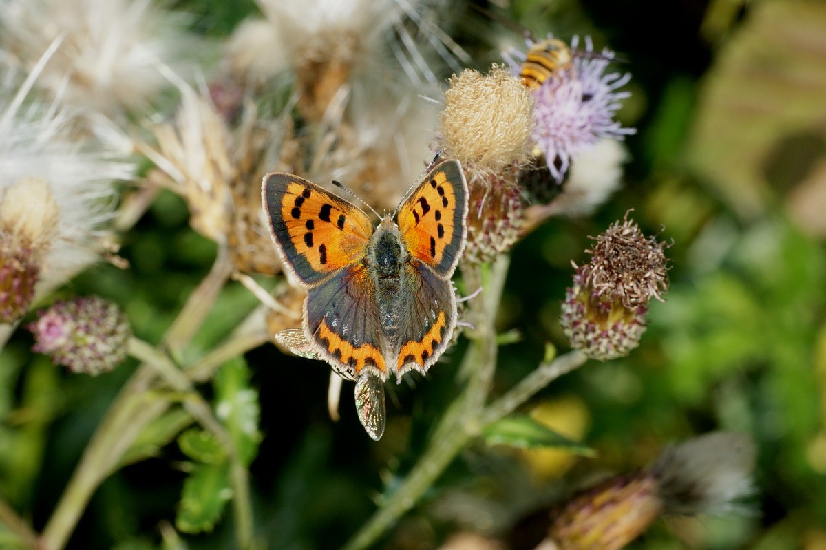 Ildfugl, lille han makro-1