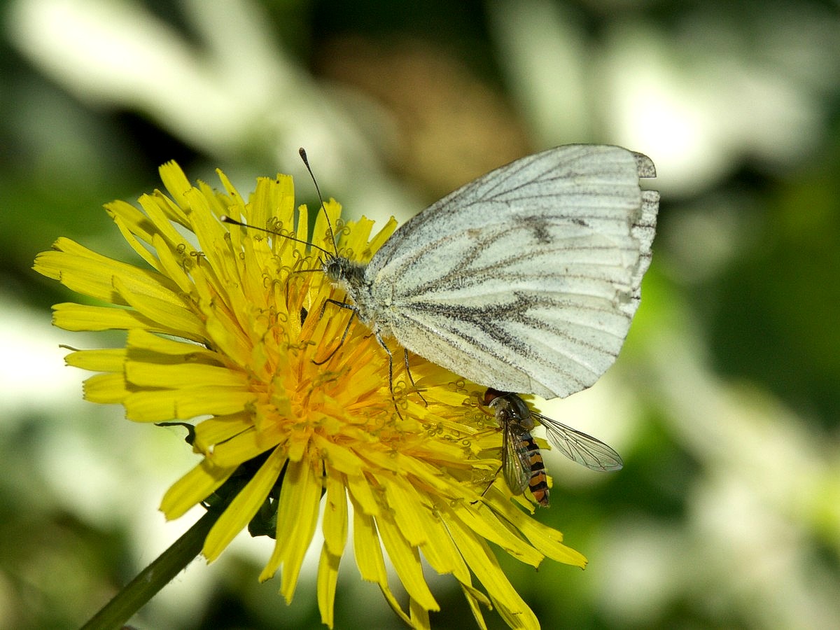 K�lsommerfugl, gr�n�ret makro-3 B�rkop