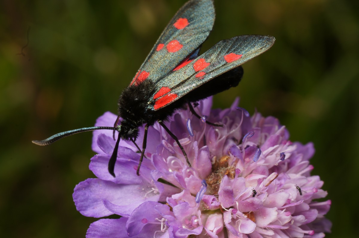 K�llesv�rmer, 5-plettet eller lille spm i bl�hat makro-6M�gelsk�r JP-DSC00704