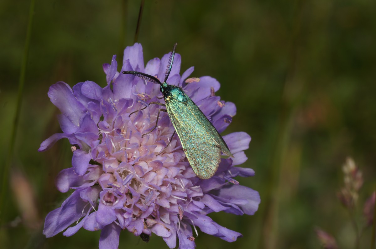 K�llesv�rmer, gr�n han makro-1 Kideris JP-DSC00219