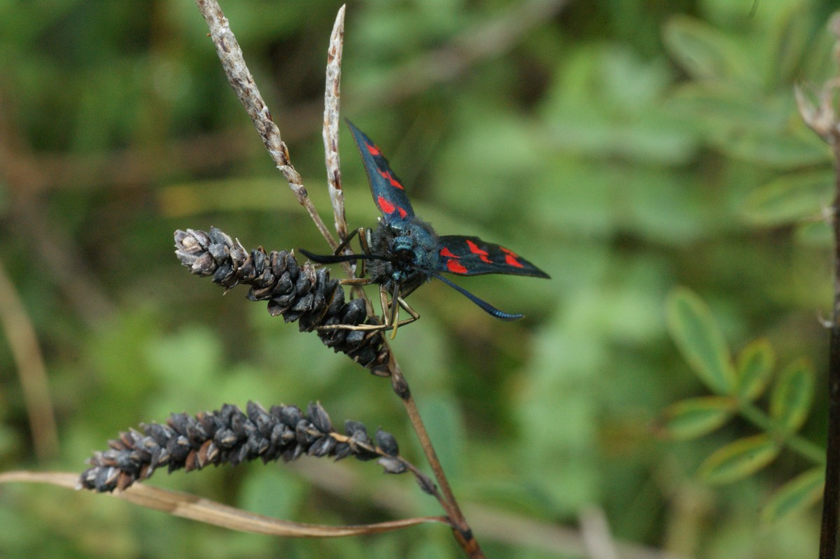 K�llesv�rmer, seksplettet makro-13 H�vblege JP-DSC01671