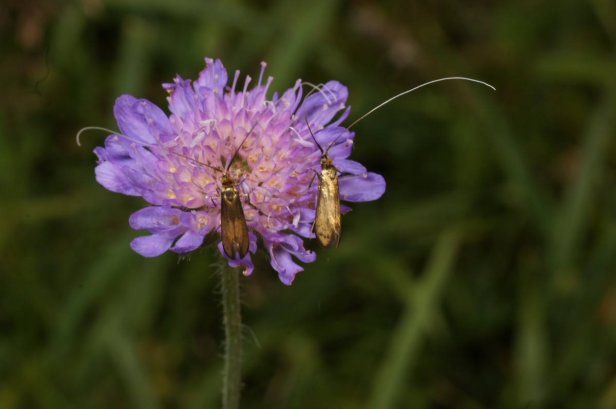 Langhornsm�l, alm 2 hanner makro-3M�gelsk�r JP-DSC00681