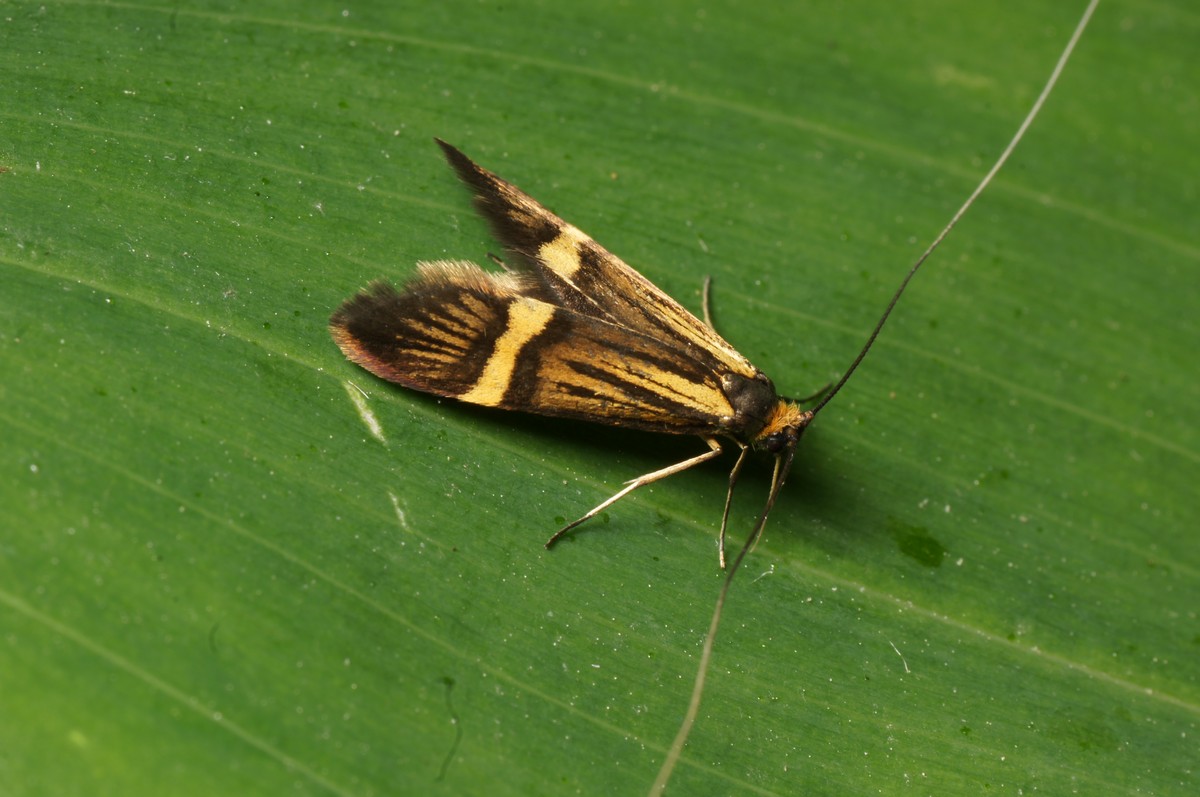 Langhornsm�l, guldb�ndet, han makro-1 Heln�s JP-DSC00403