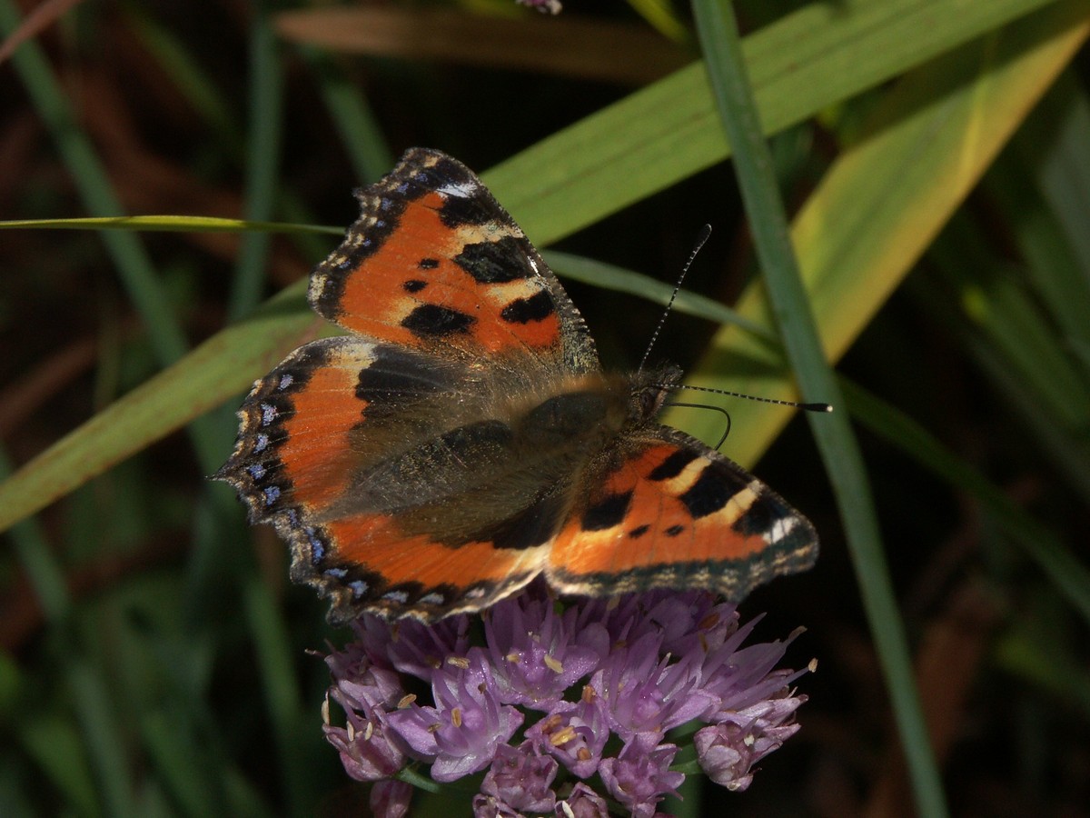 N�ldens takvinge-2