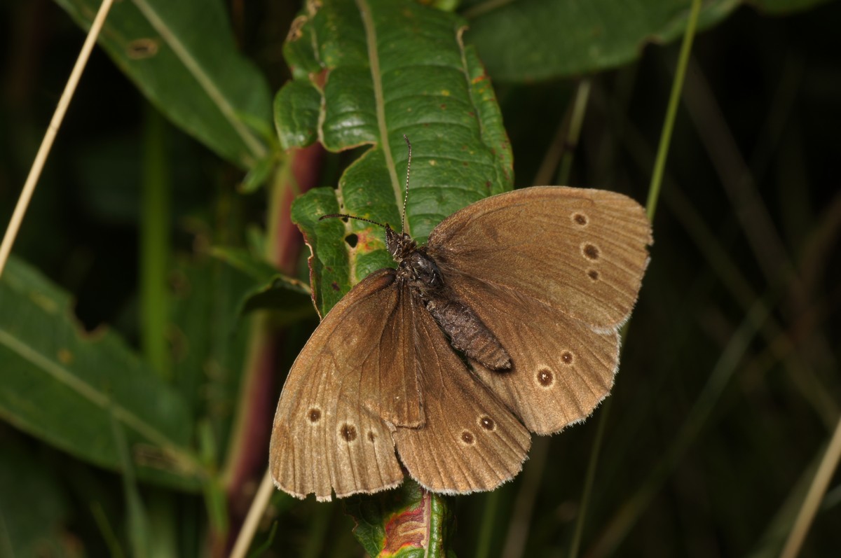 Rand�je, eng makro-3 Stubbergaard JP-DSC00891