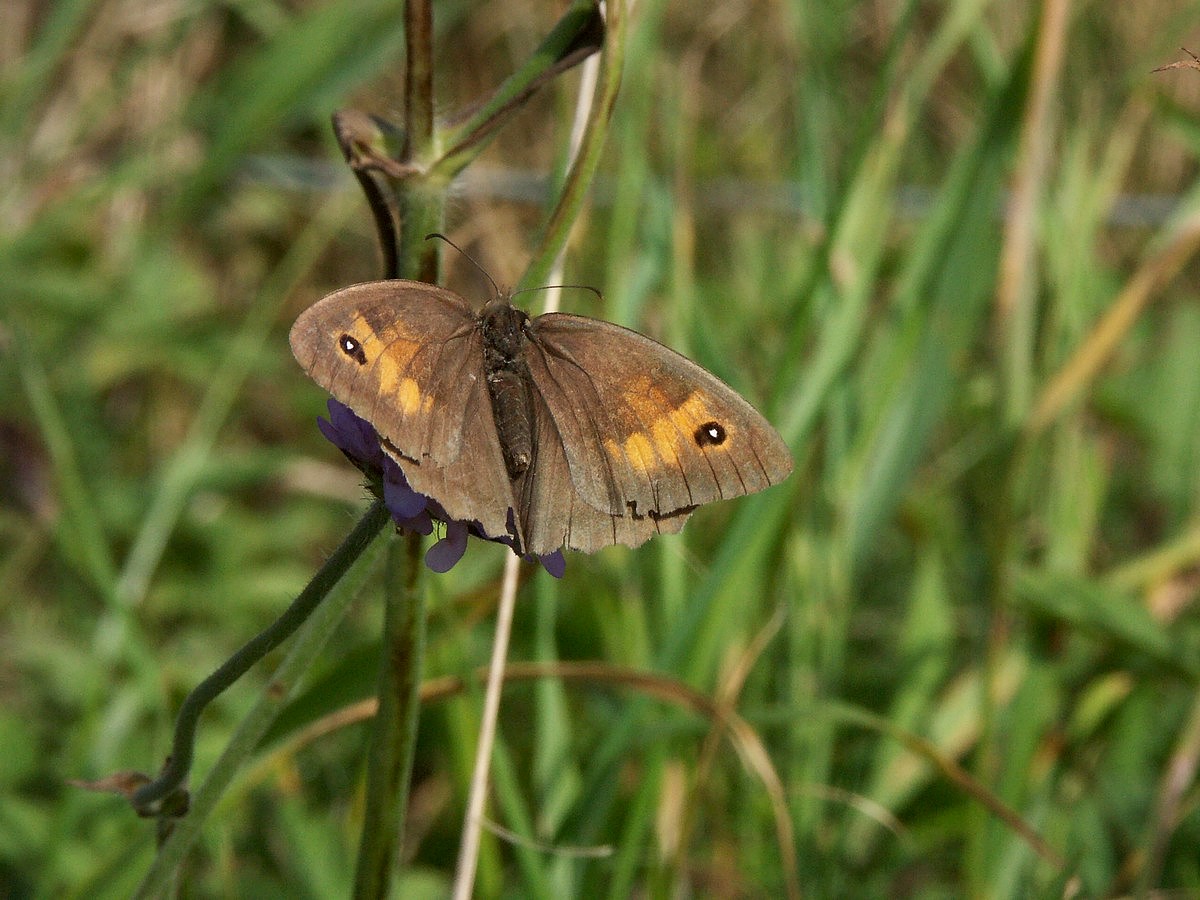 Rand�je, gr�s makro-2 B�gebjerg