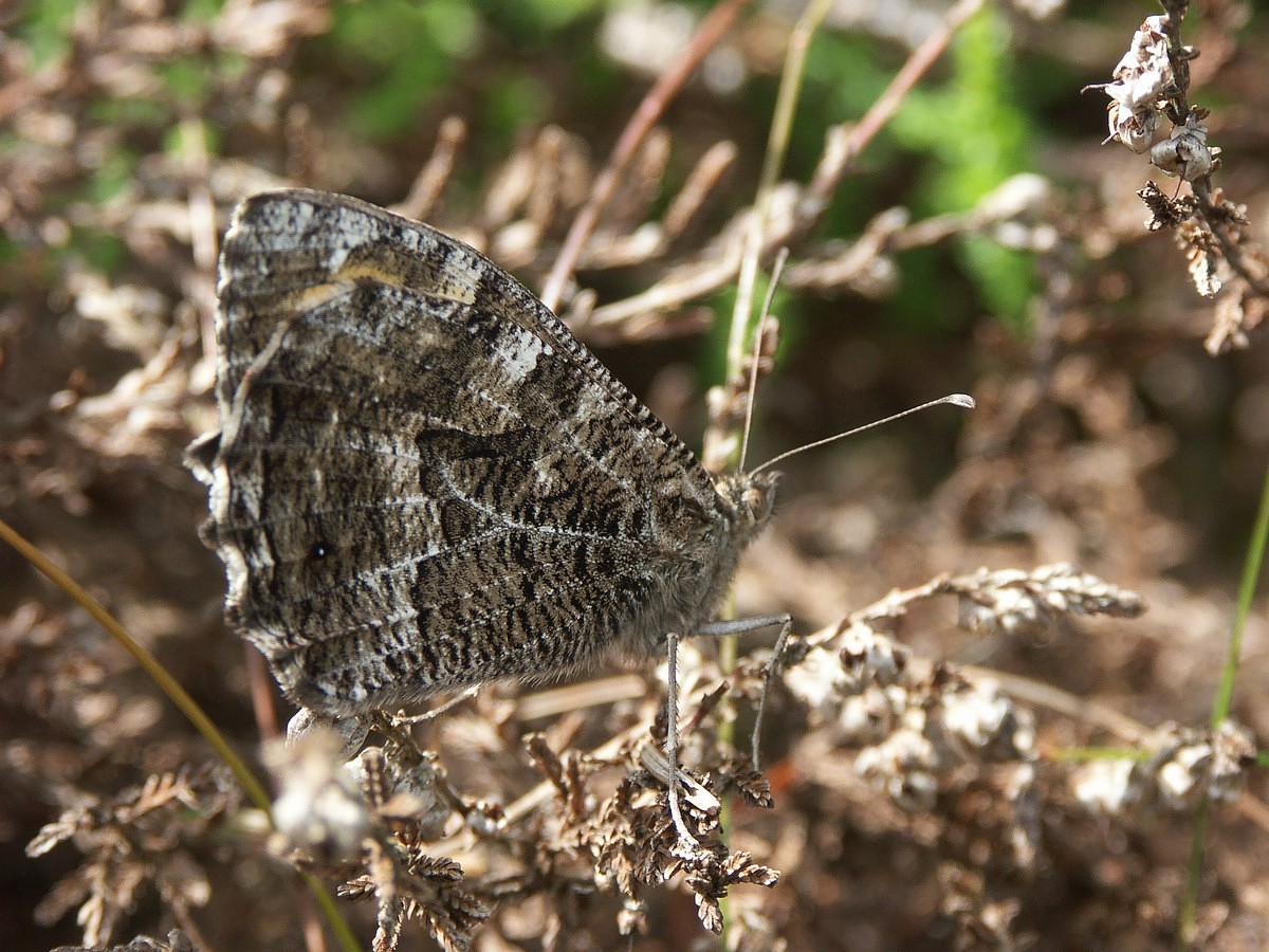 Sandrand�je makro-1 Ven�