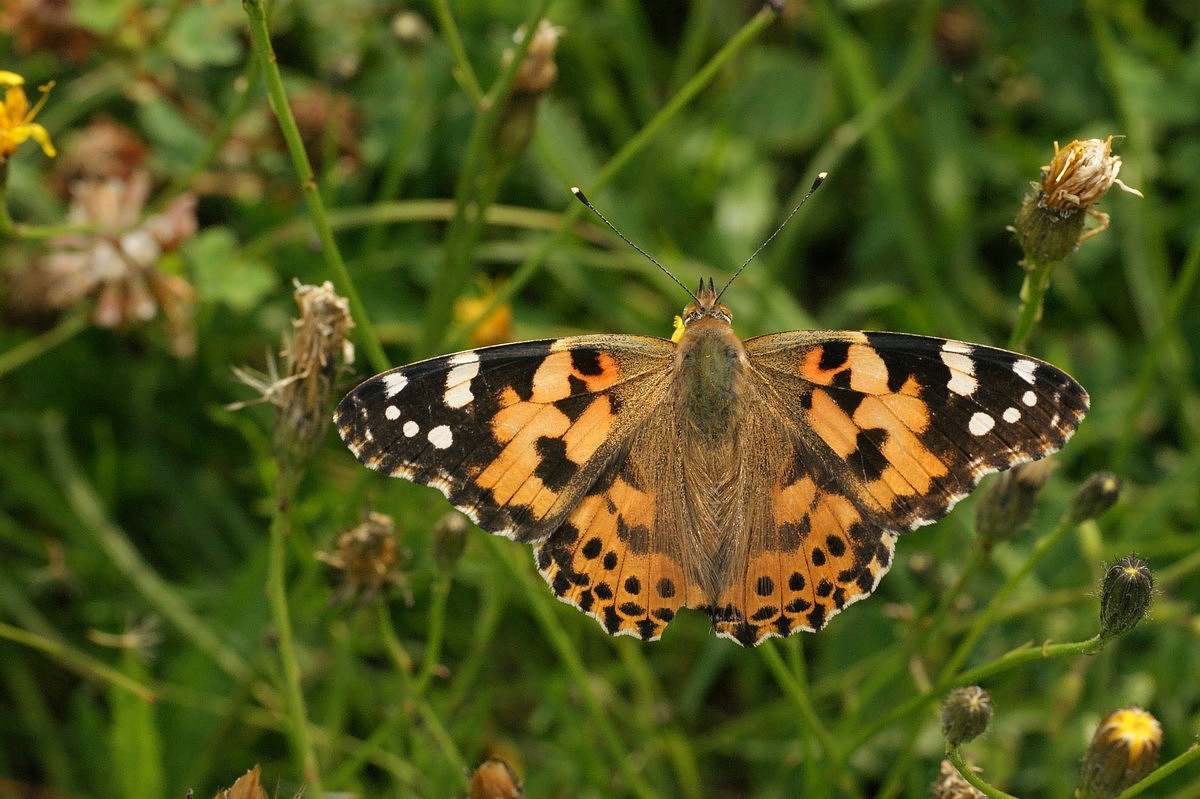 Tidselsommerfugl makro-6