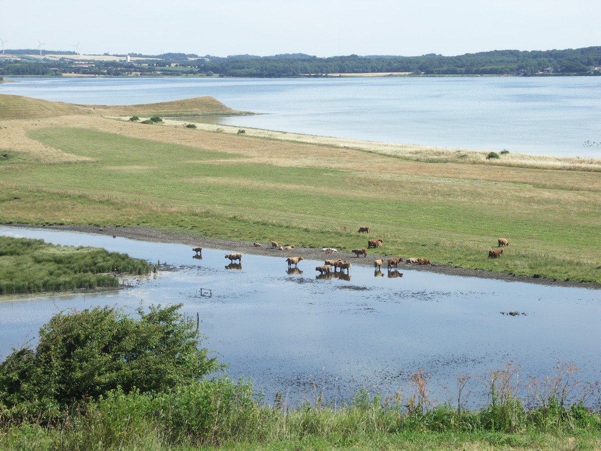 Helnæs, køerne ved Helnæsåsen-1