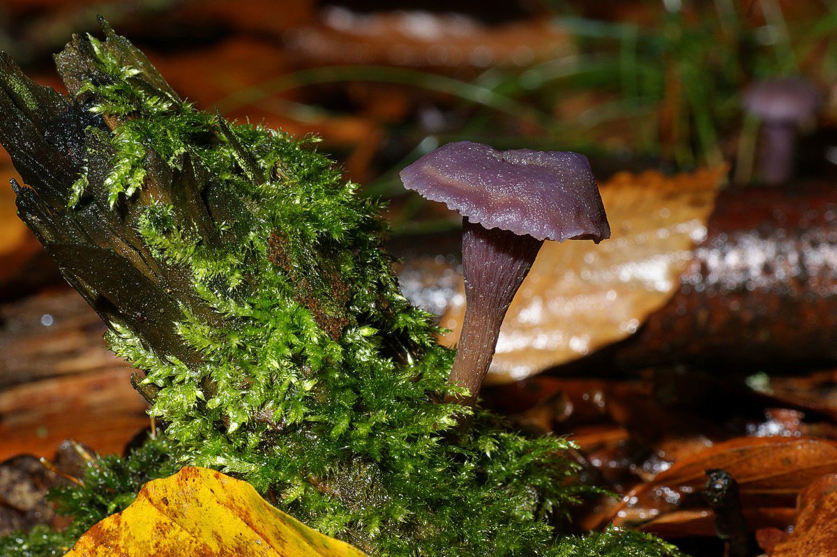 Ametysthat, violet makro-1 Birkeb�k JP-DSC00147