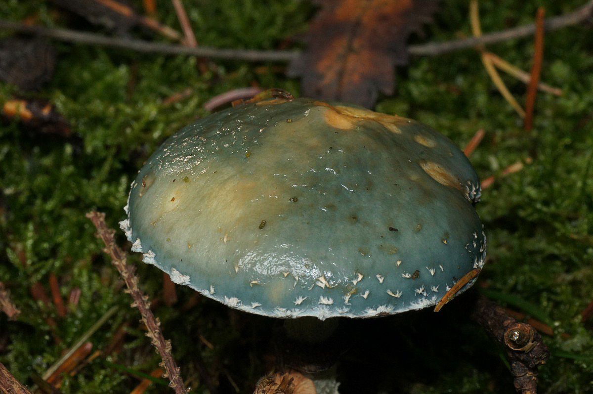 Bredblad, spanskgr�n makro-1B�lling S� JP-DSC02966