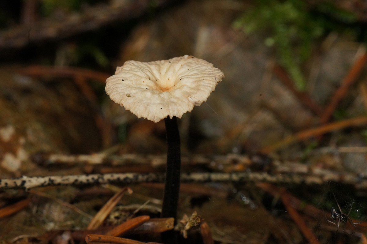 Bruskhat, nåle makro-2 Bølling Sø JP-DSC02961