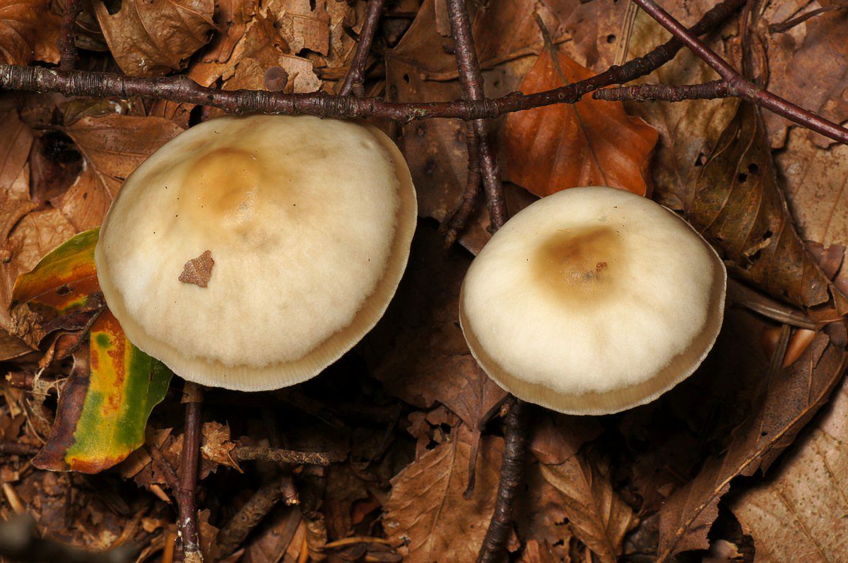 Fladhat, horngrå makro-4 Skarrildhus JP-DSC02304