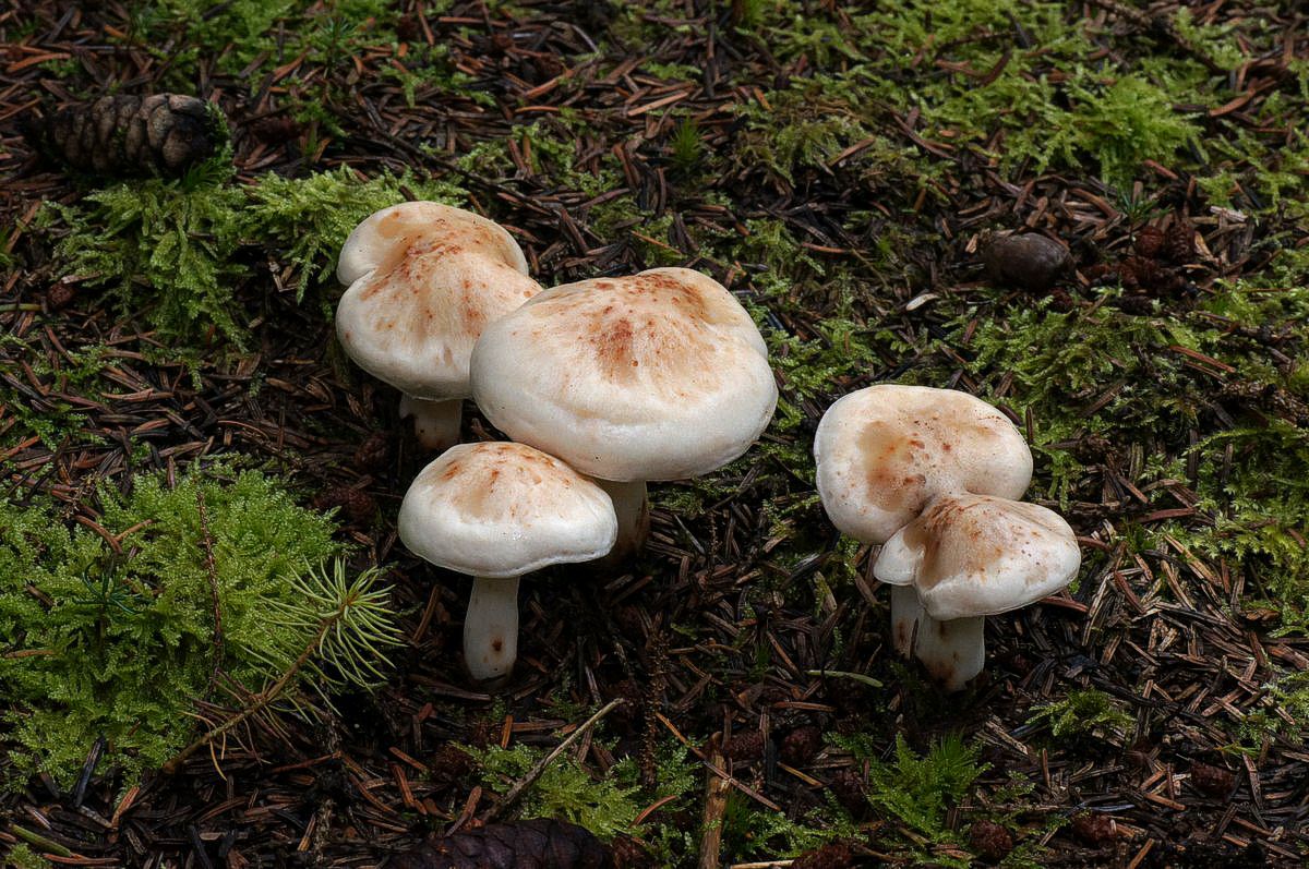 Fladhat, plettet makro-1 Birkebæk JP-DSC01840