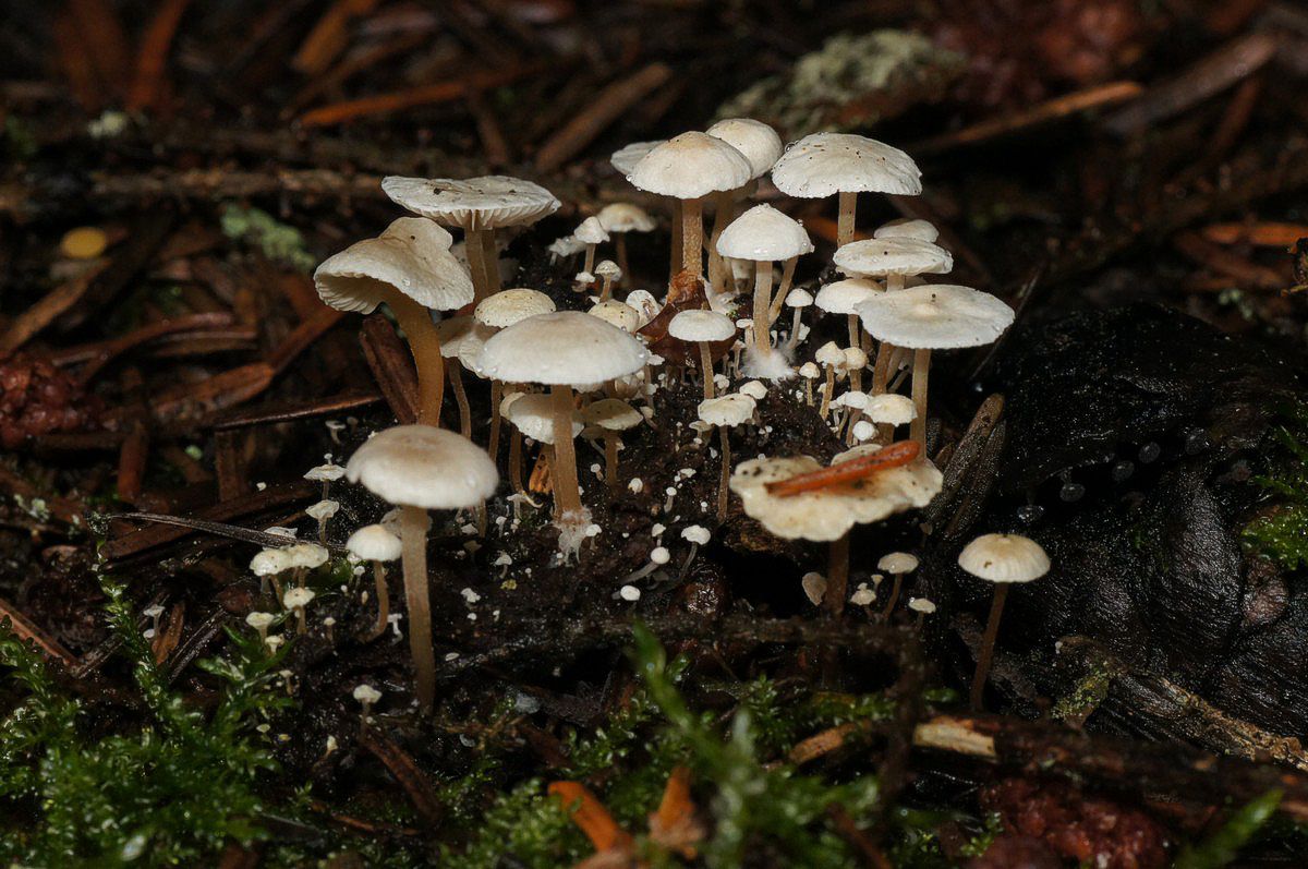 Fladhat, silke makro-1 Birkebæk JP-DSC01807