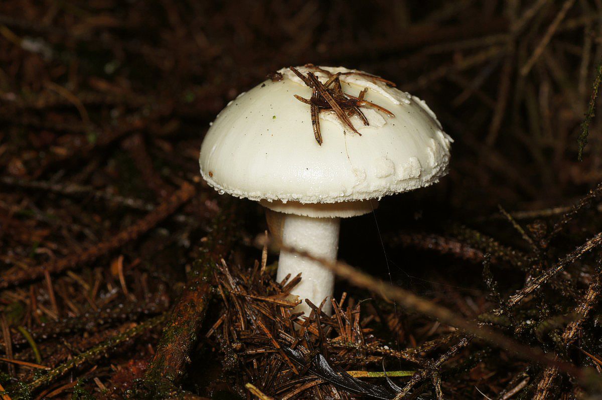 Fluesvamp, kugleknoldet makro-1 Sparekasseskoven JP-DSC02390