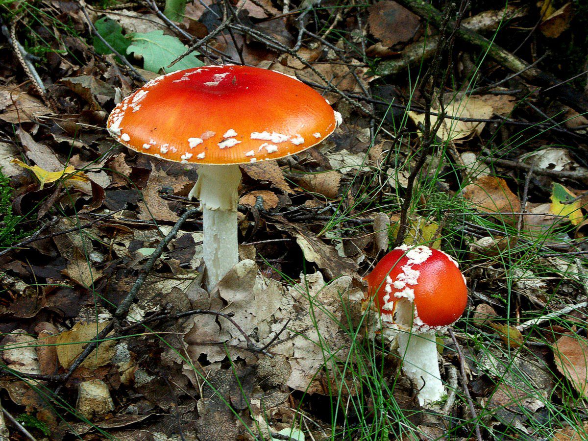 Fluesvamp, rød makro-4 Birkebæk korr