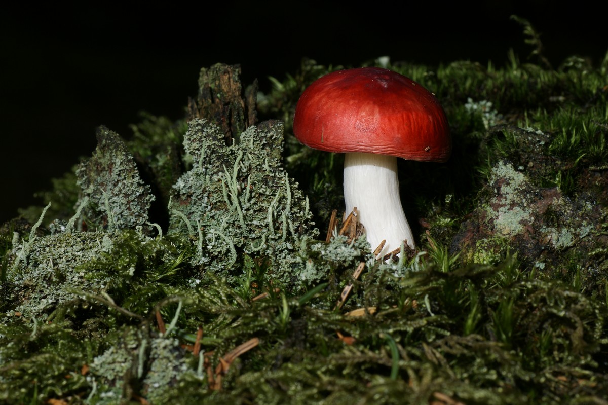 Gift sk�rhat, stor makro-4 H�gildgaard JP-DSC02197