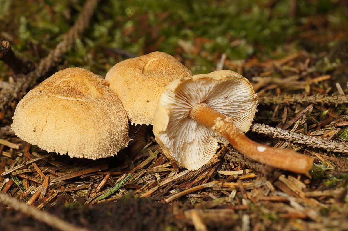 Grynhat, okkergul makro-4 a41 Jyndevad-vest JP--DSC02763