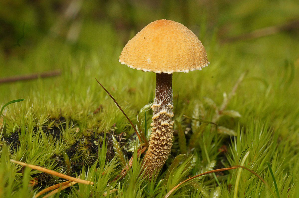 Grynsk�lhat, gulbrun makro-1 Harrild JP-DSC03151