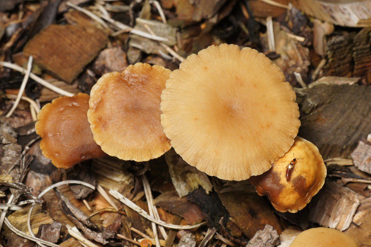 Hjelmhat, honninggul makro-9 Abild� JP-DSC02622