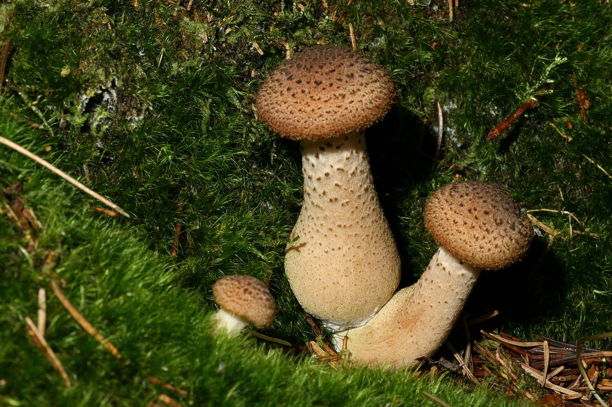 Honningsvamp, køllestokket makro-66 Sparekasseskoven JP-DSC02110