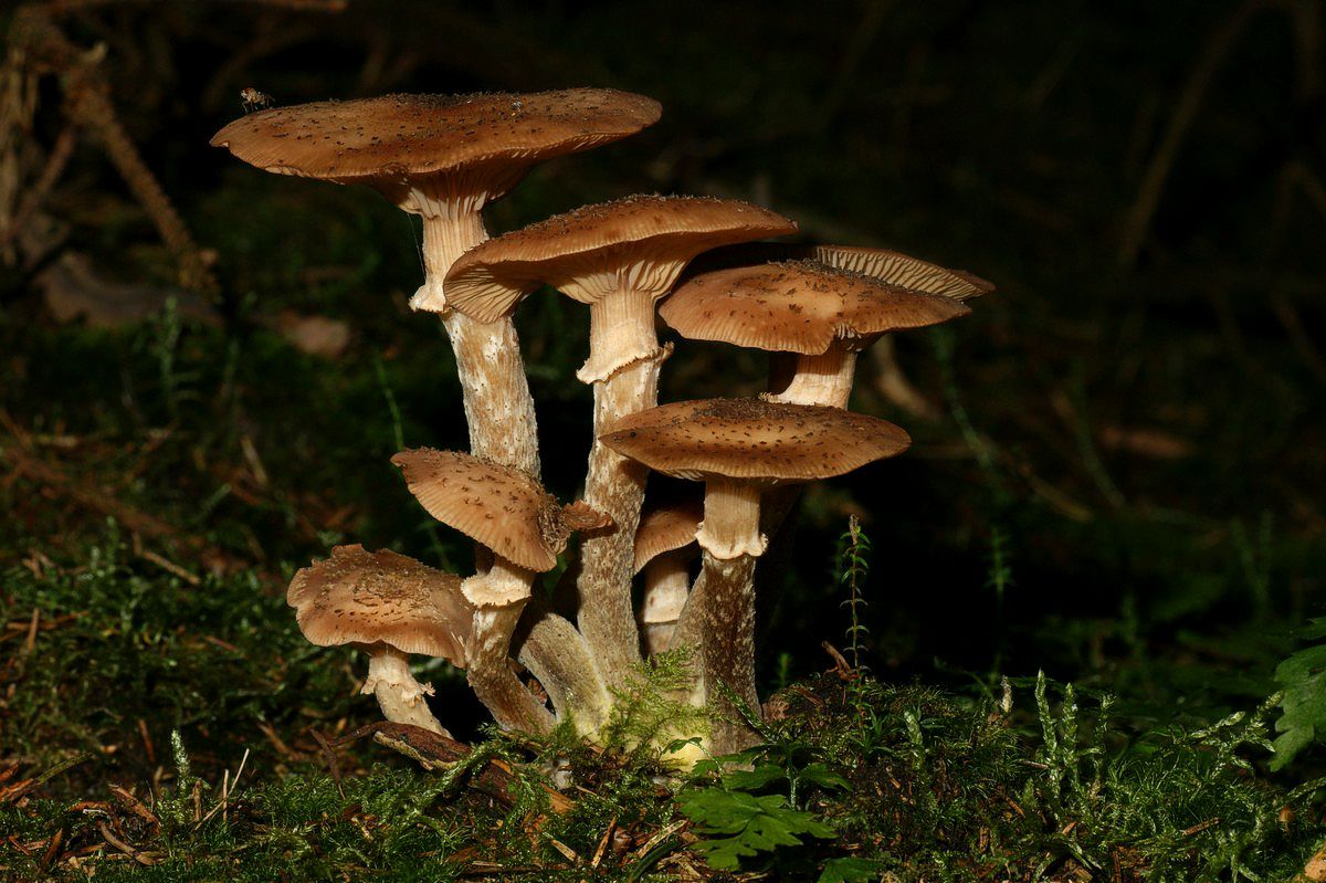 Honningsvamp, mørk makro-69 Sparekasseskoven JP-DSC02116