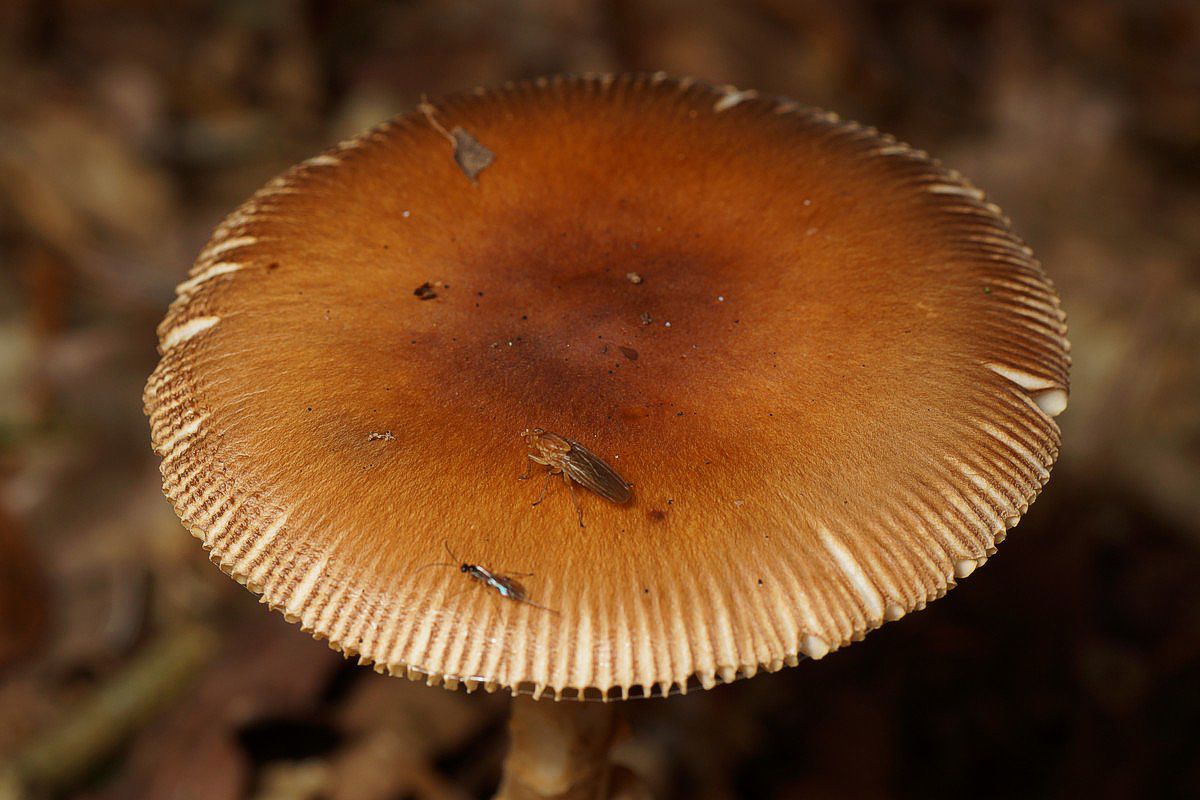Kamfluesvamp,%20brun%20makro-8%20Skarrildhus%20JP-DSC02527.jpg
