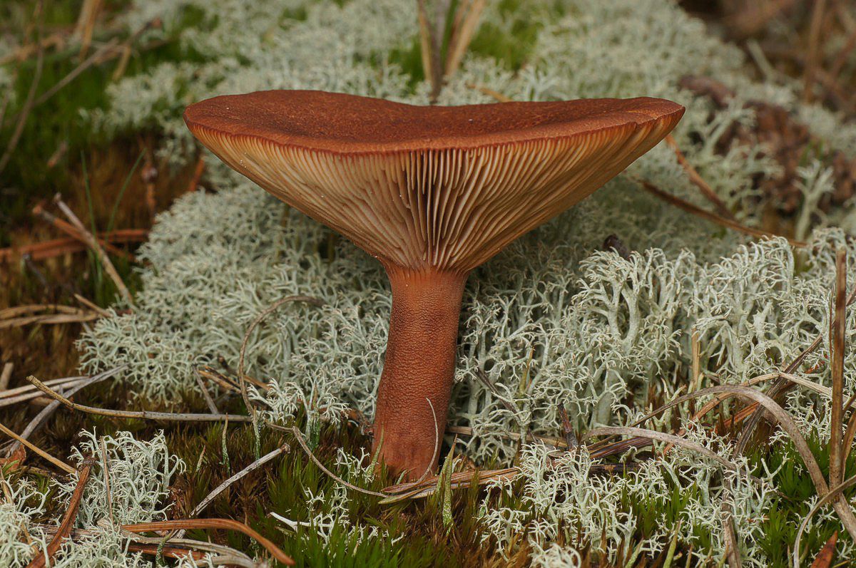 M�lkehat, r�dbrun makro-2 Holtemmen JP-DSC02105