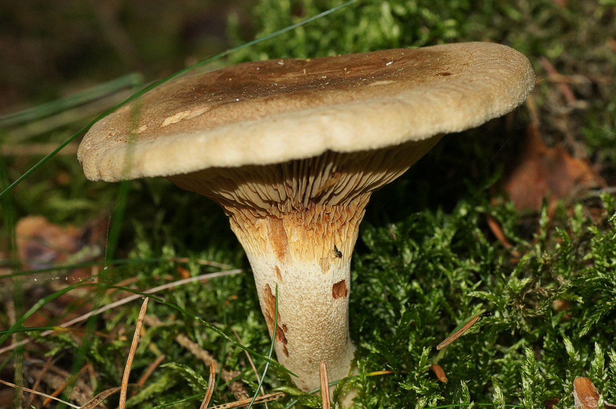 Netbladhat, alm makro-2 Harrild JP-DSC03171