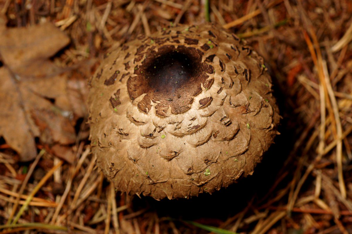 Parasolhat, rababer makro-2 Stoubæk Krat JP-DSC02551