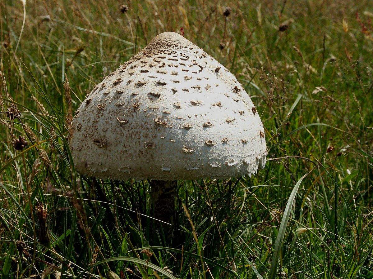 Parasolhat, stor-1 Thur� Rev