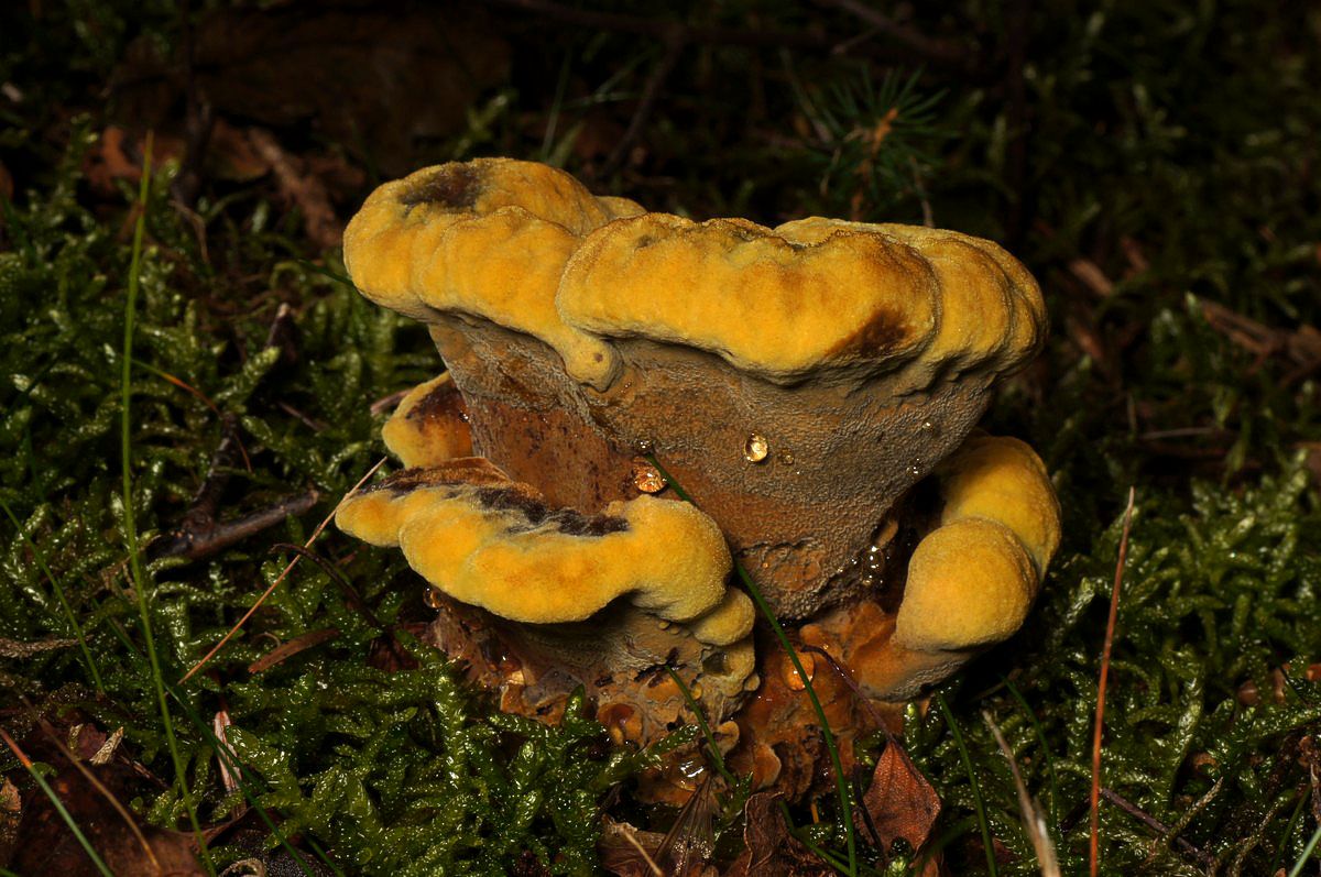 Poresvamp, brun makro-1 Skarrildhus JP-DSC01682